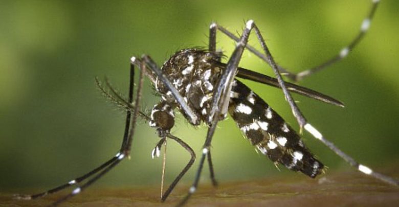 "بعوضة النمر"تغزو الشمال الجزائري
